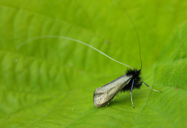 Adela reaumurella. Copyright: Stephen Rolls