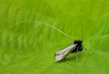 Adela reaumurella. Copyright: Stephen Rolls