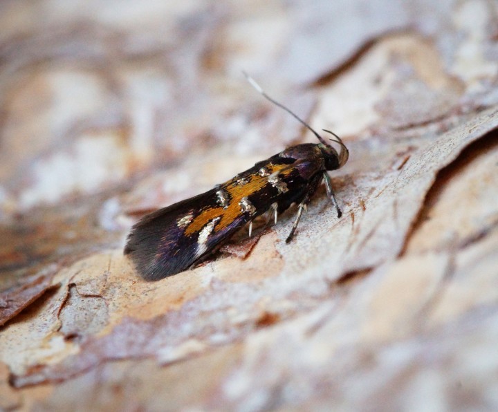 Pancalia leuwenhoekella Copyright: Ben Sale