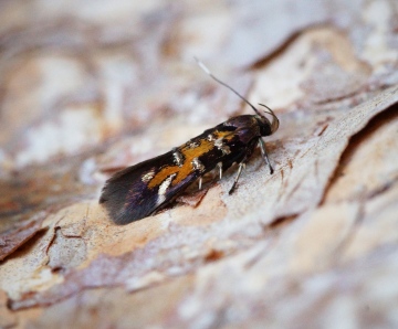 Pancalia leuwenhoekella Copyright: Ben Sale