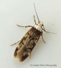 Endrosis sarcitrella   White-shouldered House Moth 2 Copyright: Graham Ekins
