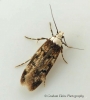 Endrosis sarcitrella   White-shouldered House Moth 2