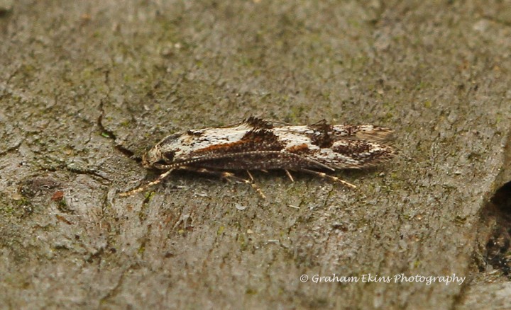 Blastodacna hellerella 6 Copyright: Graham Ekins