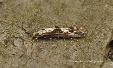 Blastodacna hellerella 6 Copyright: Graham Ekins