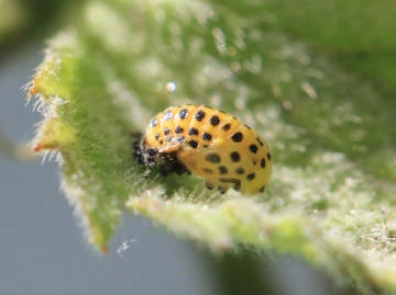 Psyllobora vigintiduopunctata pupa Copyright: Yvonne Couch