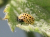 Psyllobora vigintiduopunctata pupa