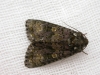 Coronet f.coronula 