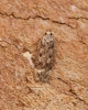 Gelechia scotinella