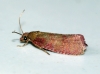 Celypha rosaceana