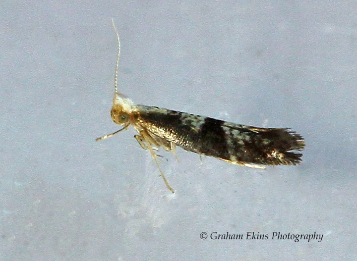 Argyresthia glaucinella Copyright: Graham Ekins