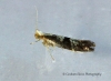 Argyresthia glaucinella