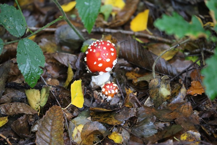 Fly Agaric Copyright: Urszula Juziuczuk