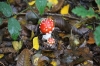 Fly Agaric 