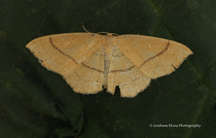 Cyclophora linearia Copyright: Graham Ekins