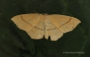 Cyclophora linearia