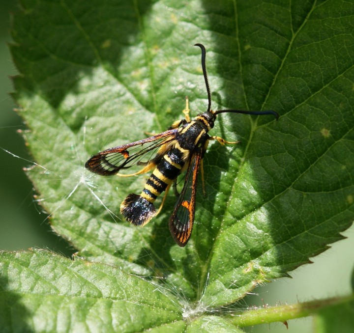 S vespiformis Copyright: Robert Smith