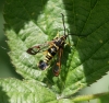 S vespiformis