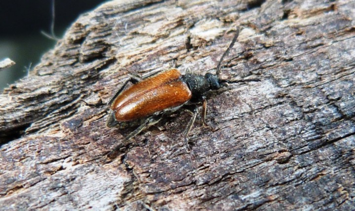 Pseudovadonia livida 2 Copyright: Graham Smith