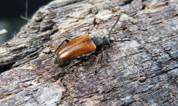 Pseudovadonia livida 2 Copyright: Graham Smith