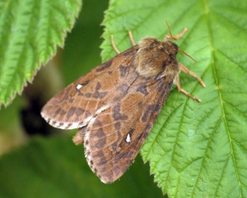 Map-winged Swift f.gallicus Copyright: Ben Sale