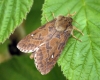 Map-winged Swift f.gallicus