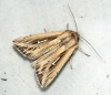 L-album Wainscot 2