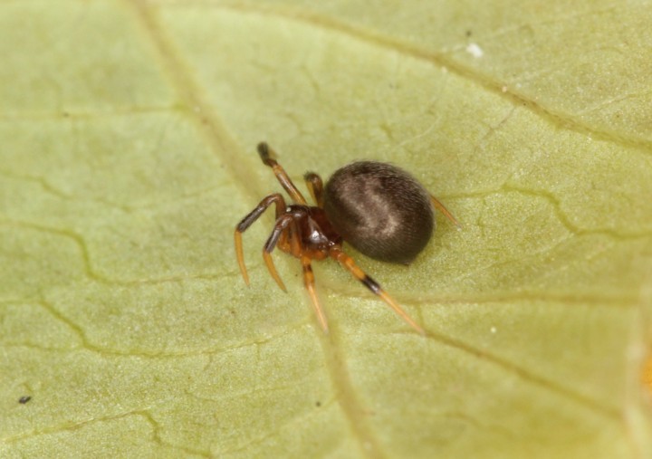 Phycosoma inornatum Copyright: Peter Harvey