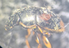 Sphaeridium scarabaeoides pronotum Copyright: Robert Smith