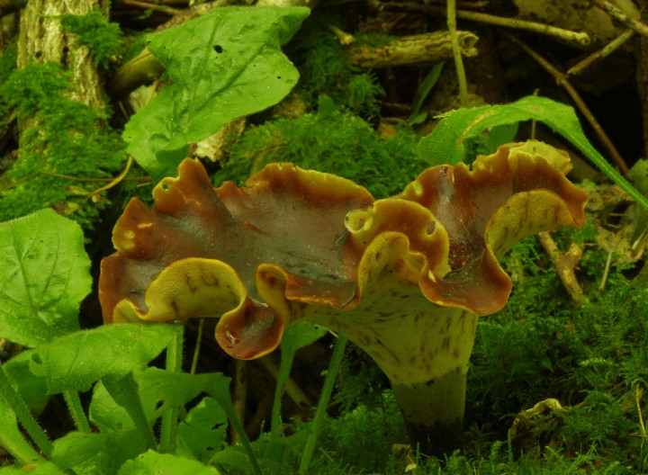 Black Footed Polypore - 7th October 2013 Copyright: Ian Rowing