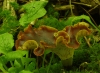 Black Footed Polypore - 7th October 2013 