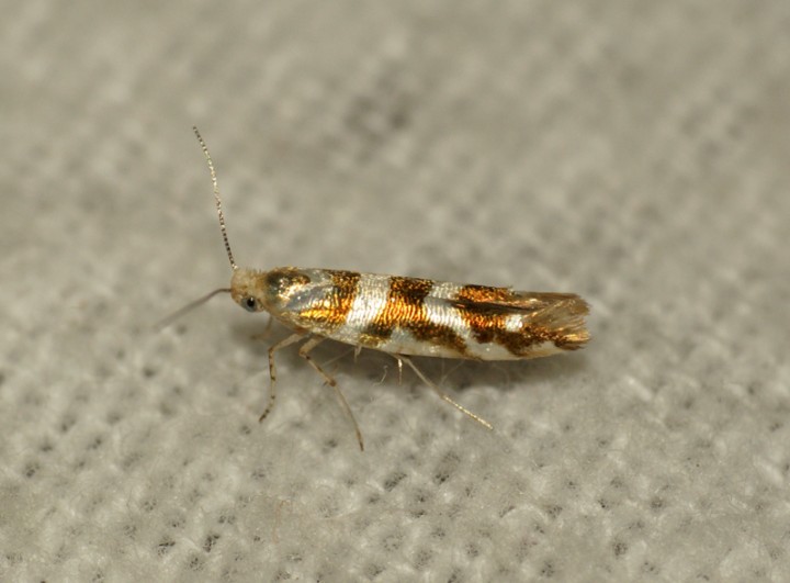 Argyresthia goedartella 3 Copyright: Ben Sale