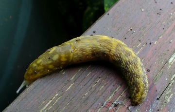Irish Yellow Slug 2 Copyright: Peter Pearson