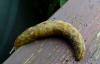 Irish Yellow Slug 2 