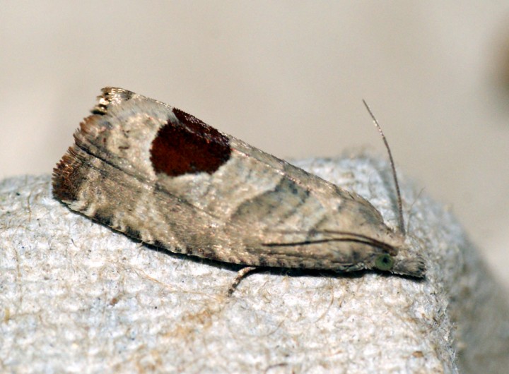 Bramble Shoot Moth (Epiblema uddmanniana) Copyright: Ben Sale