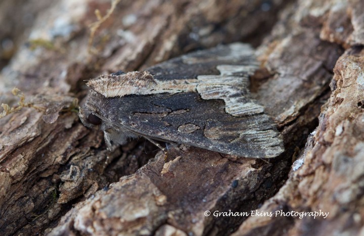 Bird's Wing  Dypterygia scabriuscula  4 Copyright: Graham Ekins