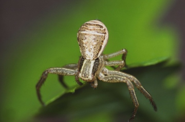 Xysticus ulmi ballooning Copyright: Peter Harvey