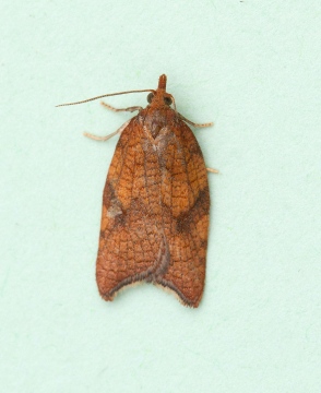 Acleris rhombana 5 Copyright: Graham Ekins