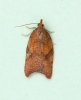 Acleris rhombana 5