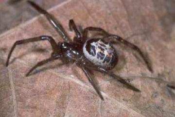 Steatoda nobilis Copyright: Peter Harvey