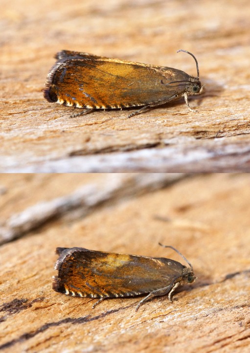 Pammene aurita Copyright: Ben Sale