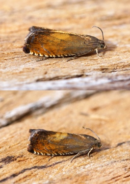 Pammene aurita Copyright: Ben Sale