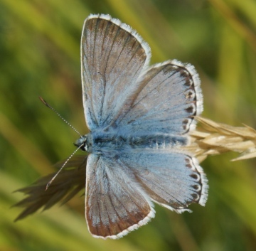 Chalkhill Blue Copyright: Robert Smith