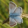 Chalkhill Blue Copyright: Robert Smith