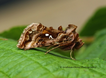 Autographa pulchrina  Beautiful Golden Y 2 Copyright: Graham Ekins