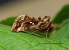 Autographa pulchrina  Beautiful Golden Y 2