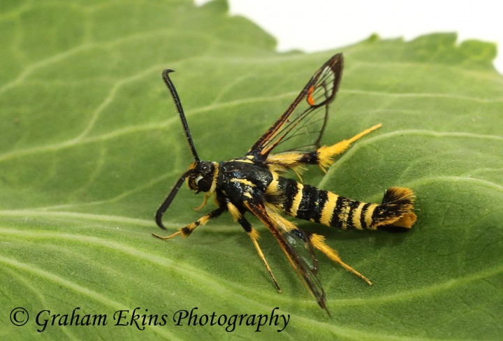 Synanthedon vespiformis Yellow-legged Clearwing Copyright: Graham Ekins