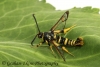 Synanthedon vespiformis Yellow-legged Clearwing 