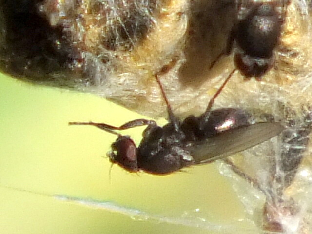 Freeloader Fly Desmometopa Copyright: Peter Pearson