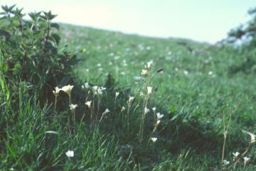 Saxifraga granulata Copyright: Peter Harvey