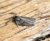 Acleris hastiana 5 Copyright: Ben Sale